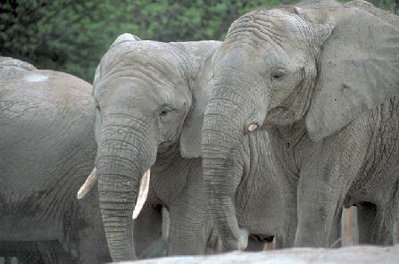 2elephants.jpg (24808 bytes)