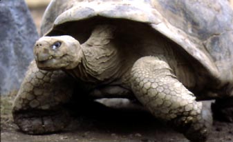 turtle.jpg (18174 bytes)